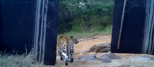 Leopard crossing